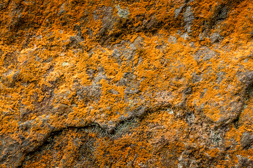 Orange Lichen DW-0011