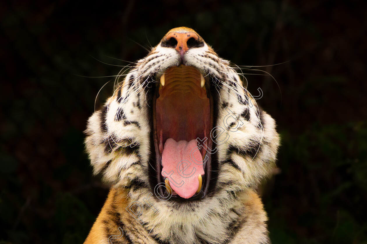 Yawning-Tiger-DW-0043