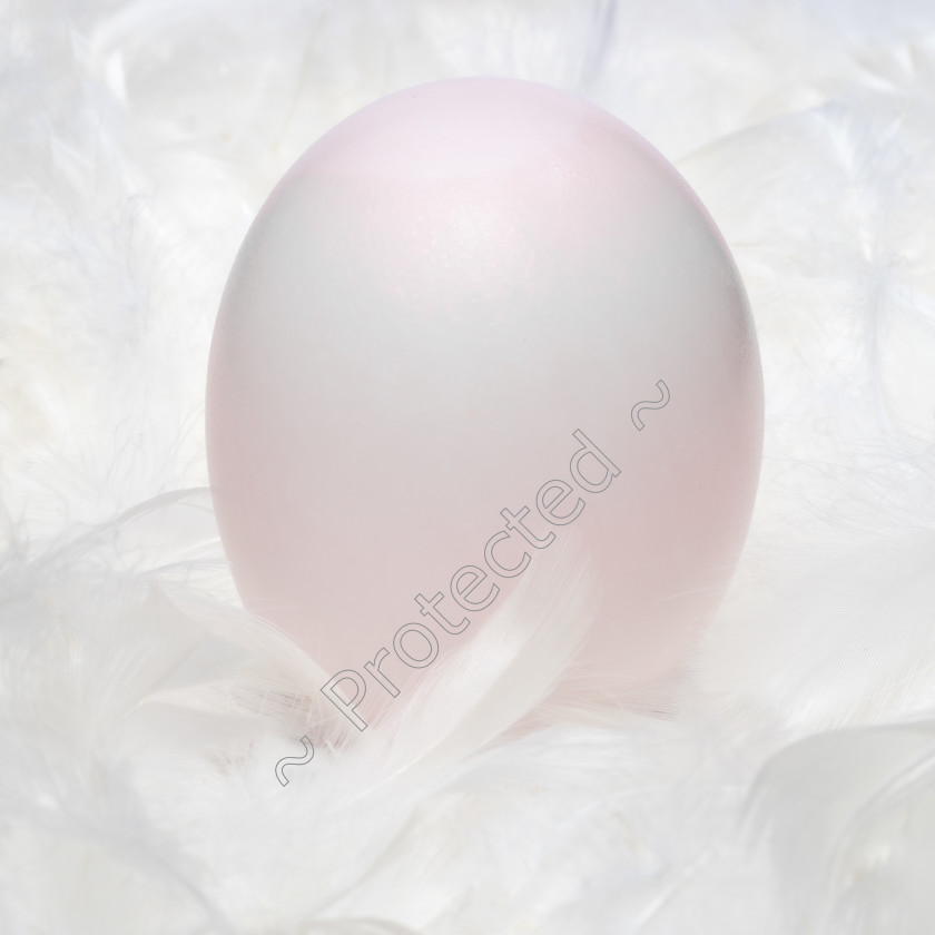 White-Egg-and-Feathers-PB-0017