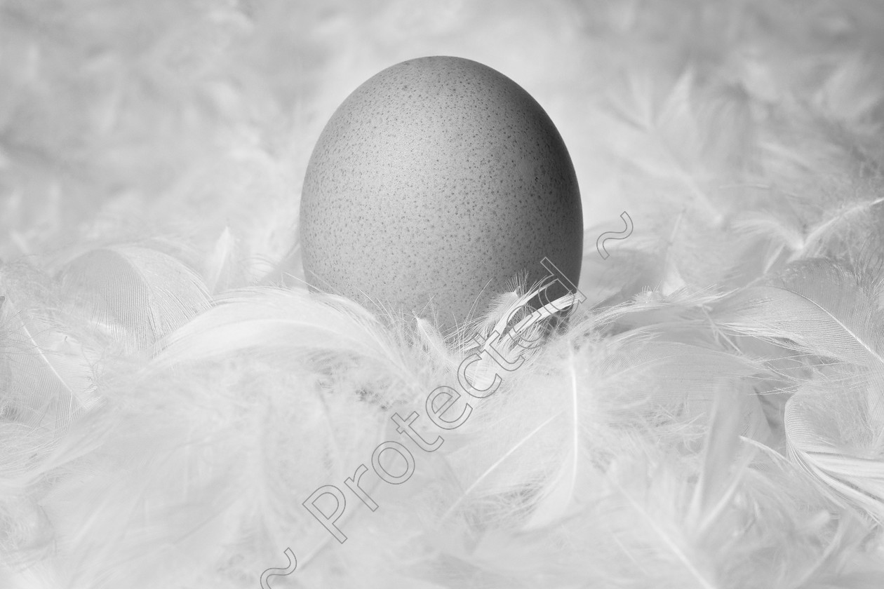 Egg-and-Feathers-PB-0009