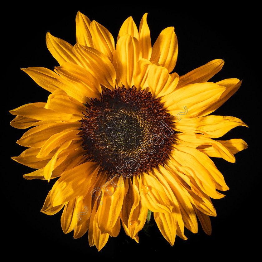 Sunflower-Head-on-Black-PB-0003
