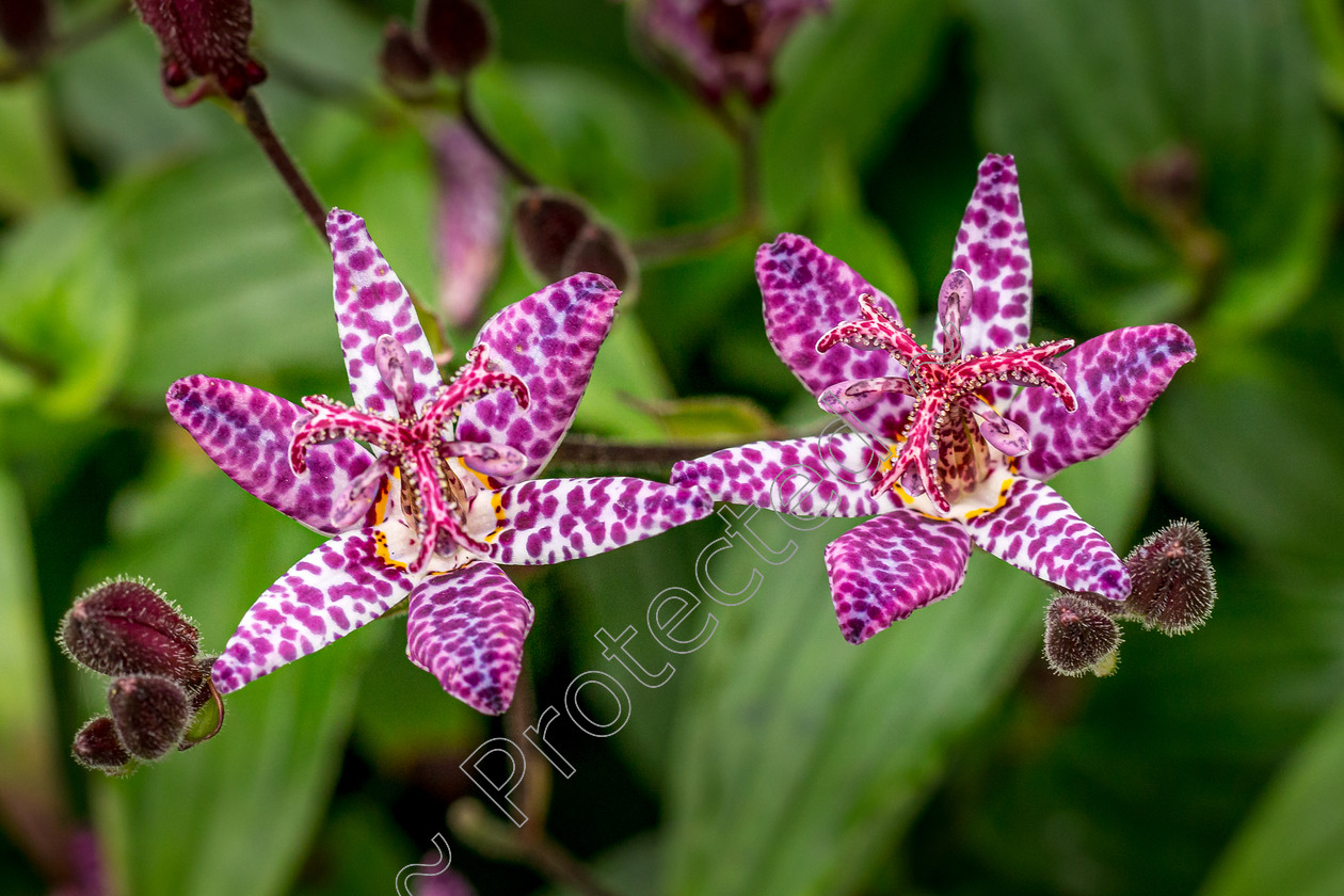 Japanese-Orchid-Lily-DW-0019