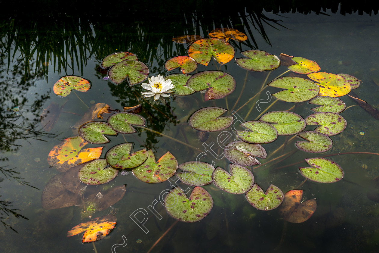 Lily-Pond-DW-0026