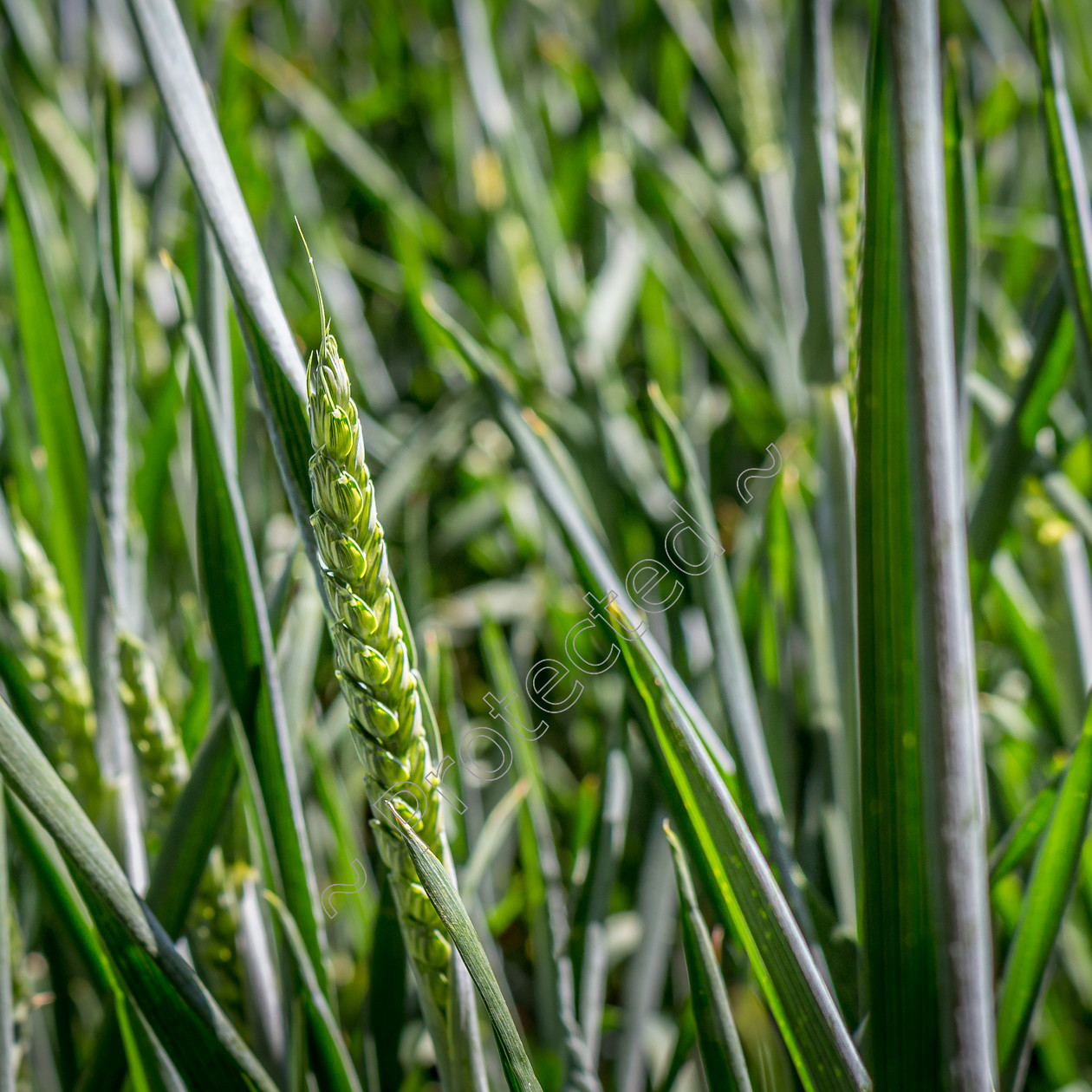 Barley-in-Sunlight-DW-0038